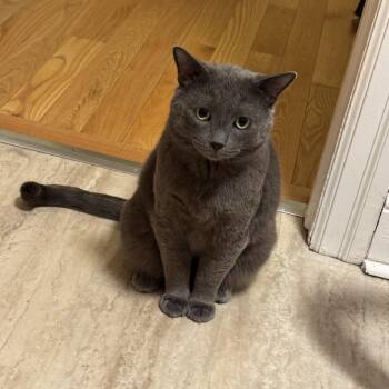 Murphy -  Domestic Short Hair Cat for Adoption in Toronto, Ontario - Murphy | PetCurious