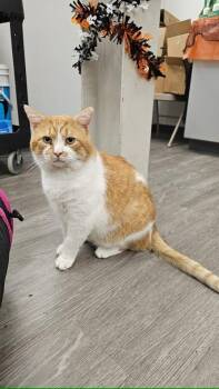 Rescue Domestic Short Hair Cats for Adoption in Cleveland, Ohio - Geoff | PetCurious