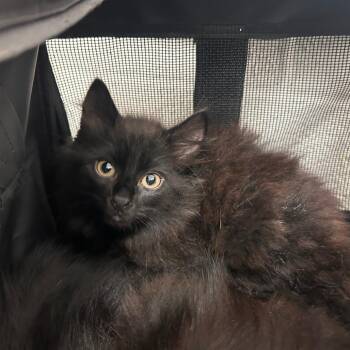 Caterpillar -  Domestic Medium Hair Cat for Adoption in Edinburg, Texas - Caterpillar | PetCurious