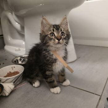 Stork -  Domestic Long Hair and Maine Coon Cat for Adoption in Mastic, New York - Stork | PetCurious
