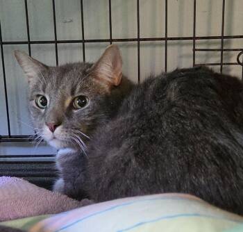 Puma -  Domestic Short Hair Cat for Adoption in Windsor, Connecticut - Puma | PetCurious