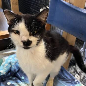 Domestic Short Hair Cats Available for Adoption in Washington, District Of Columbia - Omar | PetCurious