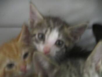 ALICENT -  Domestic Short Hair Cat for Adoption in Ocala, Florida - ALICENT | PetCurious