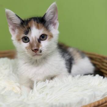 Lucid Gem -  Domestic Short Hair Cat for Adoption in Brownsboro, Alabama - Lucid Gem | PetCurious