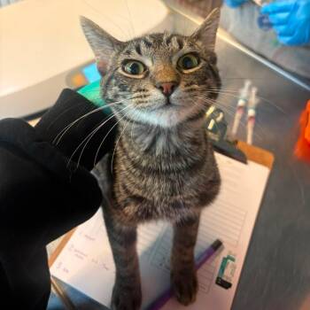 Barber -  Domestic Short Hair Cat for Adoption in Huntington, West Virginia - Barber | PetCurious