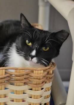 Splint 61791 -  Domestic Short Hair Cat for Adoption in Aiken, South Carolina - Splint 61791 | PetCurious