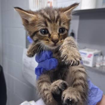 Cypress @ Azalea Square PetSmart -  Domestic Short Hair Cat for Adoption in Summerville, South Carolina - Cypress @ Azalea Square PetSmart | PetCurious