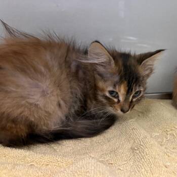 Selma -  Domestic Medium Hair Cat for Adoption in San Antonio, Texas - Selma | PetCurious