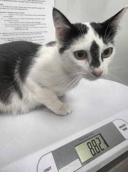 Domestic Short Hair Cats Available for Adoption in Sevierville, Tennessee - Cordila | PetCurious