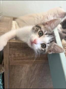 Kassidy -  Tabby and Domestic Short Hair Cat for Adoption in Campbell, California - Kassidy | PetCurious