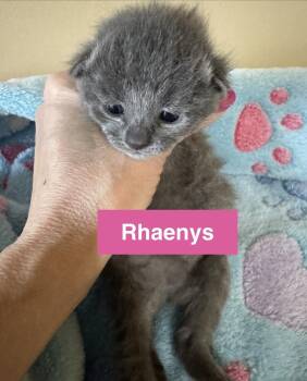 Domestic Short Hair Cats Available for Adoption - Rhaenys | PetCurious