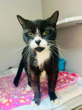 Sugar Cookie -  Domestic Short Hair Cat for Adoption in Sebastian, Florida - Sugar Cookie | PetCurious