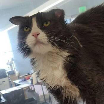 Syrup -  Domestic Long Hair Cat for Adoption in Kingman, Arizona - Syrup | PetCurious