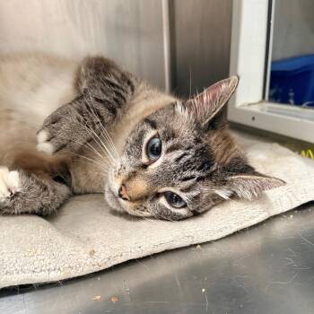 Dr. Watson -  Domestic Short Hair Cat for Adoption in Goleta, California - Dr. Watson | PetCurious