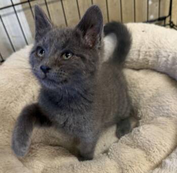 Berlioz -  Domestic Short Hair Cat for Adoption in Williamsville, New York - Berlioz | PetCurious