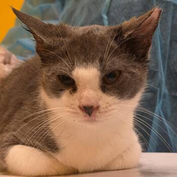 Smile -  Domestic Short Hair Cat for Adoption in Newark, New Jersey - Smile | PetCurious