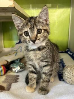 Domestic Short Hair Cats Available for Adoption in Woodland, California - *CIARA | PetCurious