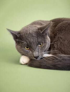 Domestic Short Hair Cats Available for Adoption in Rock Springs, Wyoming - King Julian | PetCurious