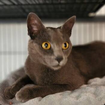 Rat -  Domestic Short Hair Cat for Adoption in Toms Brook, Virginia - Rat | PetCurious
