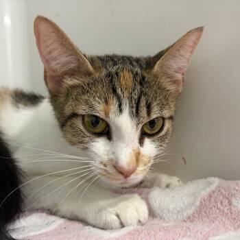 Godiva -  Domestic Short Hair Cat for Adoption in Charleston, West Virginia - Godiva | PetCurious