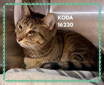 Domestic Short Hair Cats Available for Adoption - KODA | PetCurious