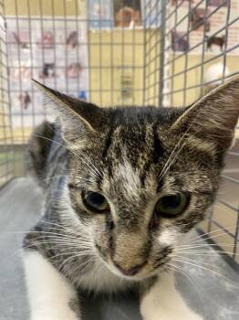CONFETTI -  Domestic Short Hair Cat for Adoption in Fort Myers, Florida - CONFETTI | PetCurious