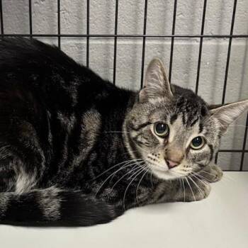 Domestic Short Hair Cats Available for Adoption - Tortellini | PetCurious