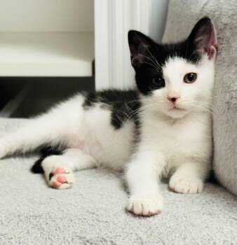 Button -  Domestic Short Hair Cat for Adoption in Cranford, New Jersey - Button | PetCurious