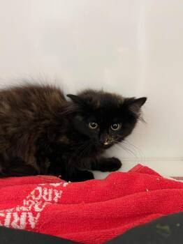 Tara -  Domestic Medium Hair Cat for Adoption in Delson, Quebec - Tara | PetCurious