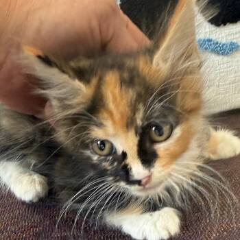 Dot -  Domestic Medium Hair Cat for Adoption in Cedaredge, Colorado - Dot | PetCurious