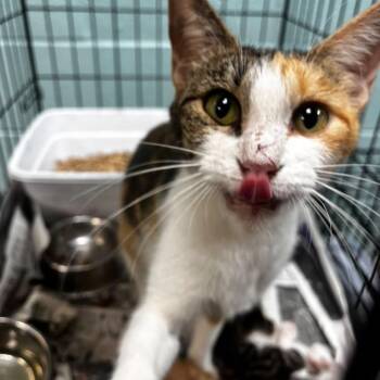 Swiss -  Domestic Short Hair Cat for Adoption in Gadsden, Alabama - Swiss | PetCurious