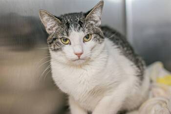 Domestic Short Hair Cats Available for Adoption in Charlotte, North Carolina - MOOKI | PetCurious