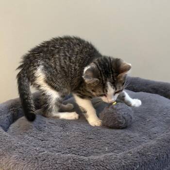 Cello -  Domestic Short Hair Cat for Adoption in Evanston, Illinois - Cello | PetCurious