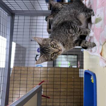 lucy -  Tabby Cat for Adoption in Senatobia, Mississippi - Lucy | PetCurious