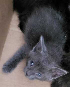GUSTAVO -  Domestic Medium Hair Cat for Adoption in Dallas, Texas - GUSTAVO | PetCurious