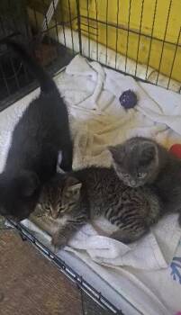 Domestic Short Hair Cats Available for Adoption in Ruskin, Florida - JiJi Aka Freya | PetCurious