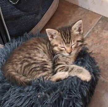 Tabby Cats Available for Adoption in Penns Grove, New Jersey - Clover | PetCurious