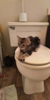Rosey -  Domestic Long Hair Cat for Adoption in Hinckley, Illinois - Rosey | PetCurious