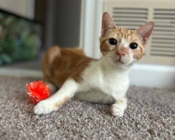 Stanley -  Domestic Short Hair Cat for Adoption in Raleigh, North Carolina - Stanley | PetCurious