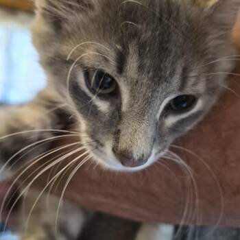 No Name Yet 1 -  Domestic Short Hair Cat for Adoption in Richland, Michigan - No Name Yet 1 | PetCurious