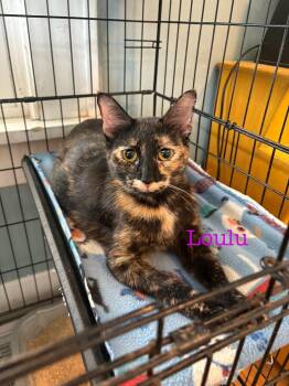 Rescue American Shorthair Cats for Adoption in El Dorado, Arkansas - Loulu | PetCurious