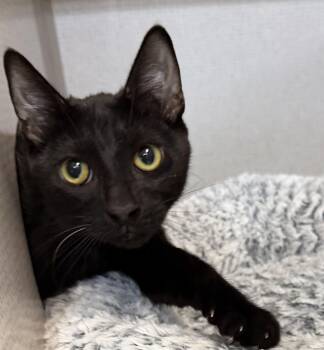 Zion -  Domestic Short Hair Cat Available for Adoption in Salem, New Hampshire - Zion | PetCurious