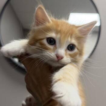 Jace -  Domestic Medium Hair Cat for Adoption in Midland, Texas - Jace | PetCurious