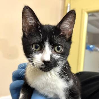 Maize -  Domestic Short Hair Cat for Adoption in Walnut Creek, California - Maize | PetCurious
