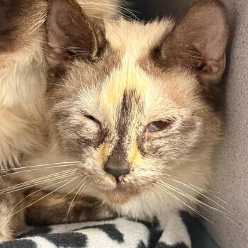 Domestic Short Hair Cats Available for Adoption in Evansville, Indiana - Delphina | PetCurious