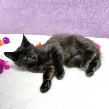 Dusk -  Domestic Medium Hair Cat for Adoption in Hawthorne, California - Dusk | PetCurious