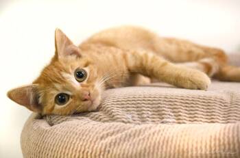 Casey Jones -  Domestic Short Hair Cat for Adoption in Monroe, Georgia - Casey Jones | PetCurious