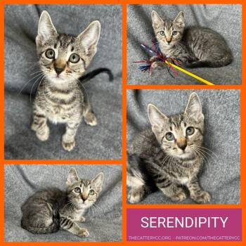 Domestic Short Hair Cats Available for Adoption in Corpus Christi, Texas - Serendipity | PetCurious