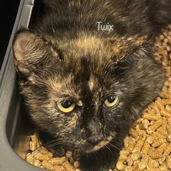 Twix -  Domestic Short Hair Cat for Adoption in Madisonville, Tennessee - Twix | PetCurious