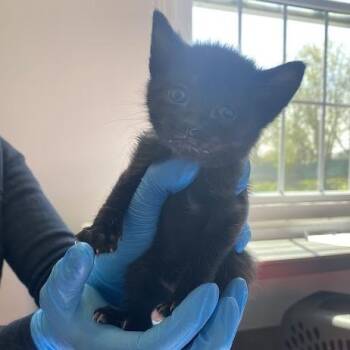 Jupiter -  Domestic Short Hair Cat for Adoption in South Elgin, Illinois - Jupiter | PetCurious